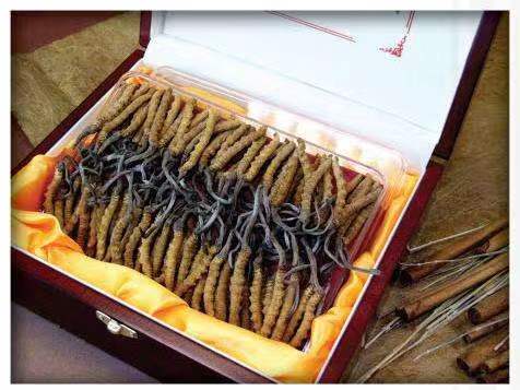 汕头冬虫夏草回收